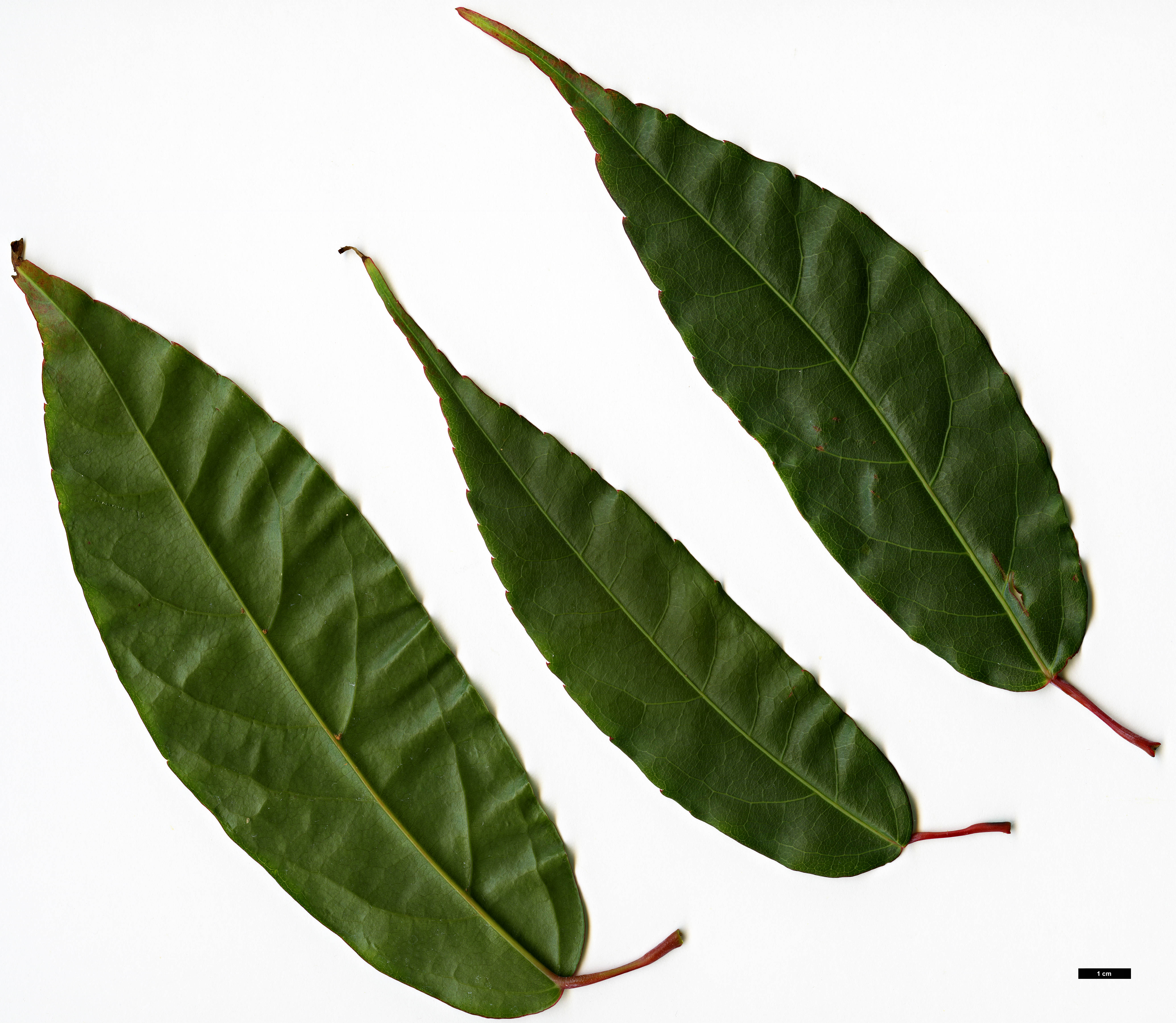 High resolution image: Family: Sapindaceae - Genus: Acer - Taxon: laevigatum